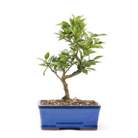 Bitterorange 'Citrus myrtifolia'