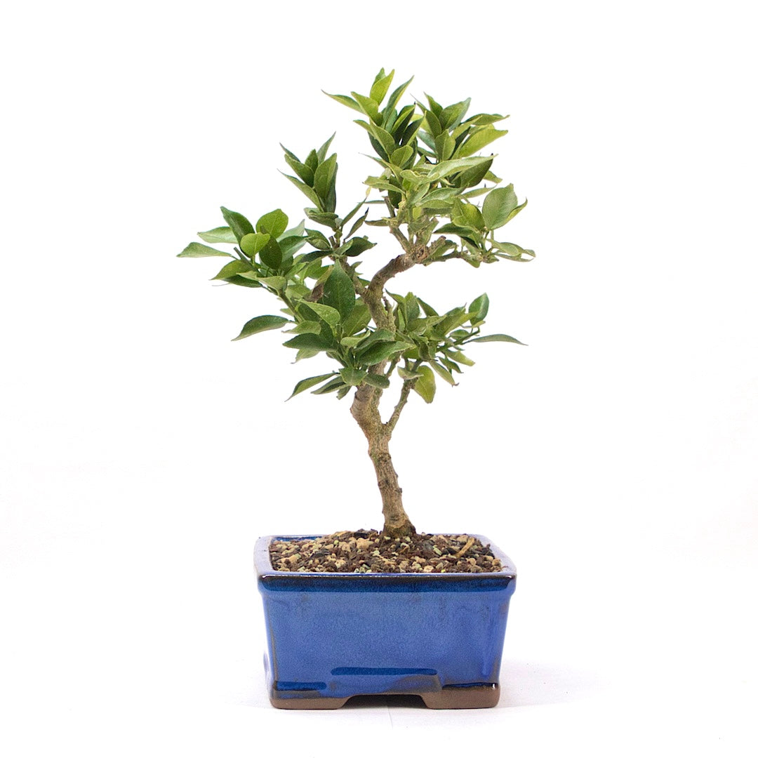 Bitterorange 'Citrus myrtifolia'