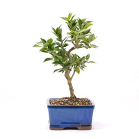 Bitterorange 'Citrus myrtifolia'