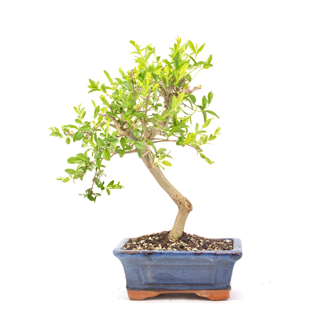 Gewöhnlichen Liguster ‚Ligustrum vulgare‘
