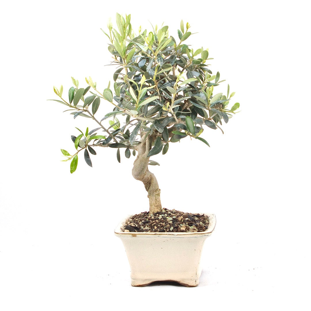 Olive 'Olea europaea'
