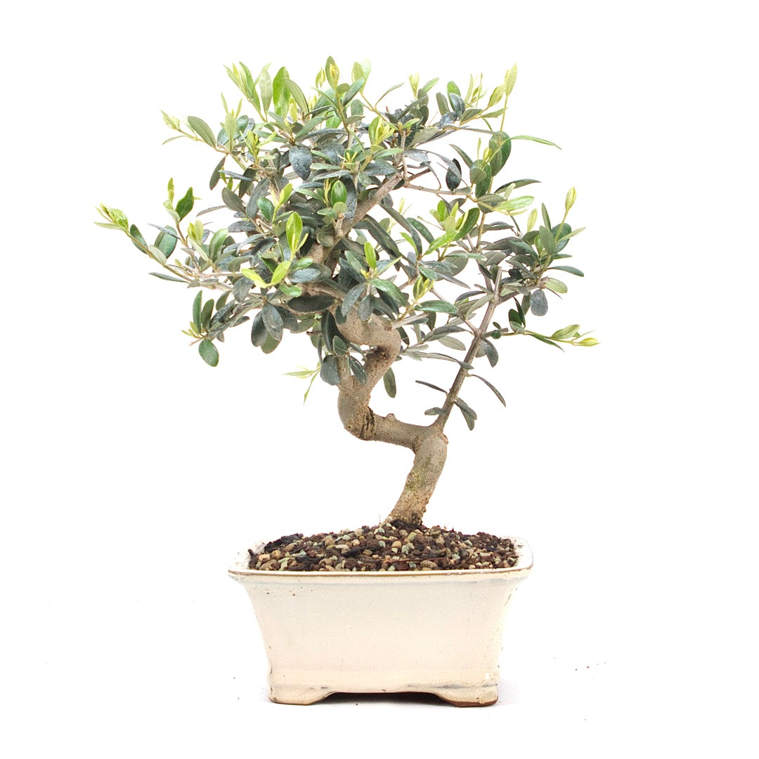 Olive 'Olea europaea'