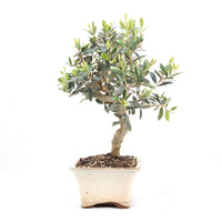 Olive 'Olea europaea'