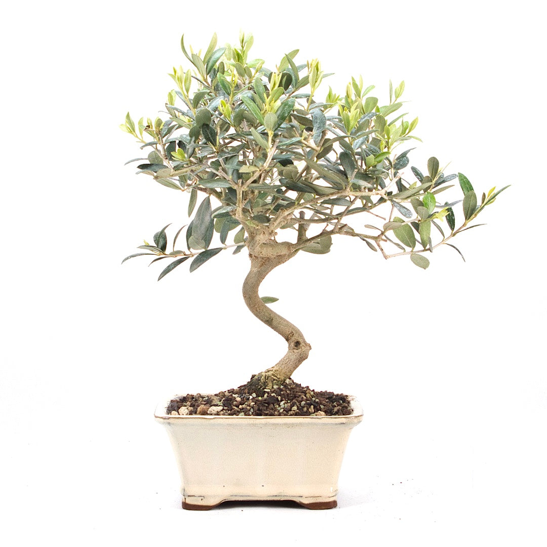 Olive 'Olea europaea'