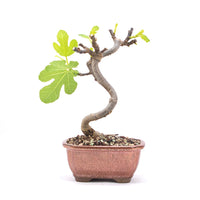 Essfeige 'Ficus carica'