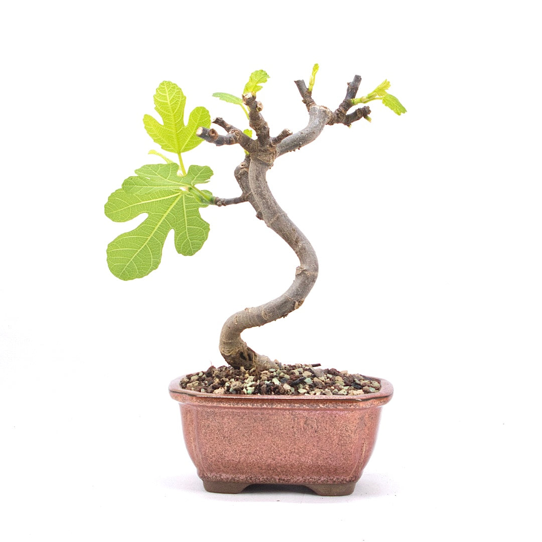 Essfeige 'Ficus carica'