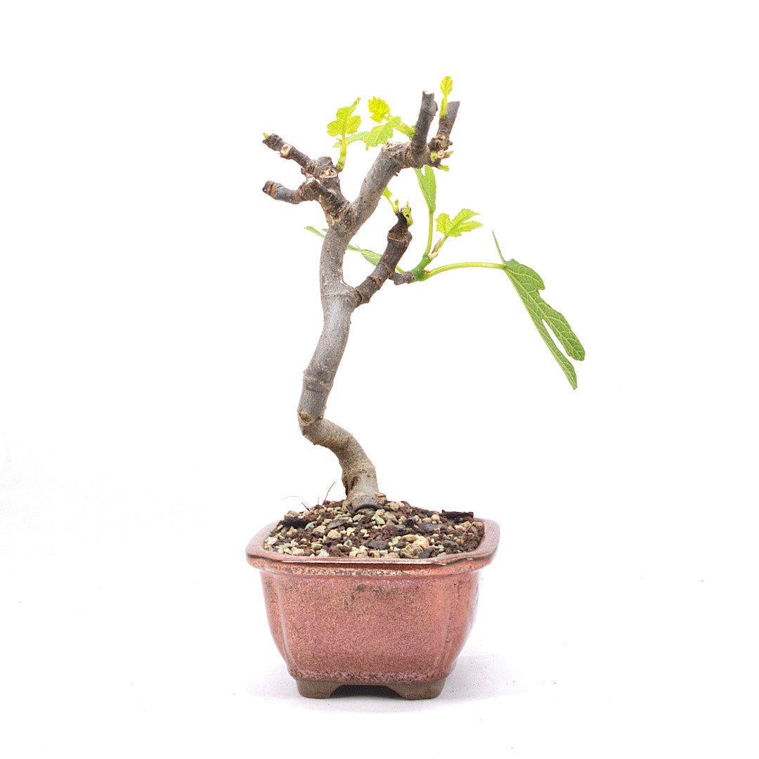 Essfeige 'Ficus carica'