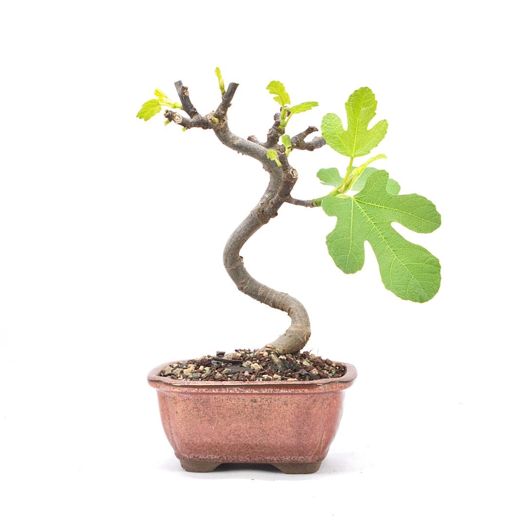 Essfeige 'Ficus carica'