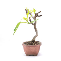 Essfeige 'Ficus carica'