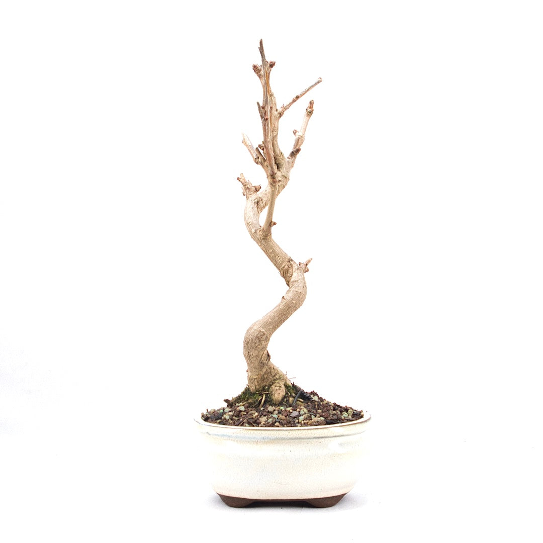 Ginkgo biloba 'Fächerblattbaum'