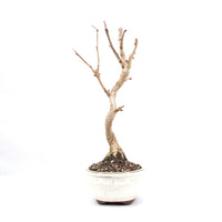 Ginkgo biloba 'Fächerblattbaum'