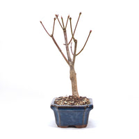 Fächer-Ahorn 'Acer palmatum 'Deshojo'