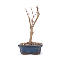 Fächer-Ahorn 'Acer palmatum 'Deshojo'