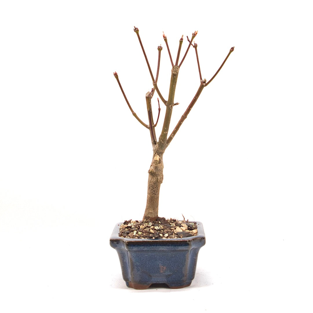 Fächer-Ahorn 'Acer palmatum 'Deshojo'