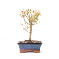 Granatapfel 'Punica granatum'