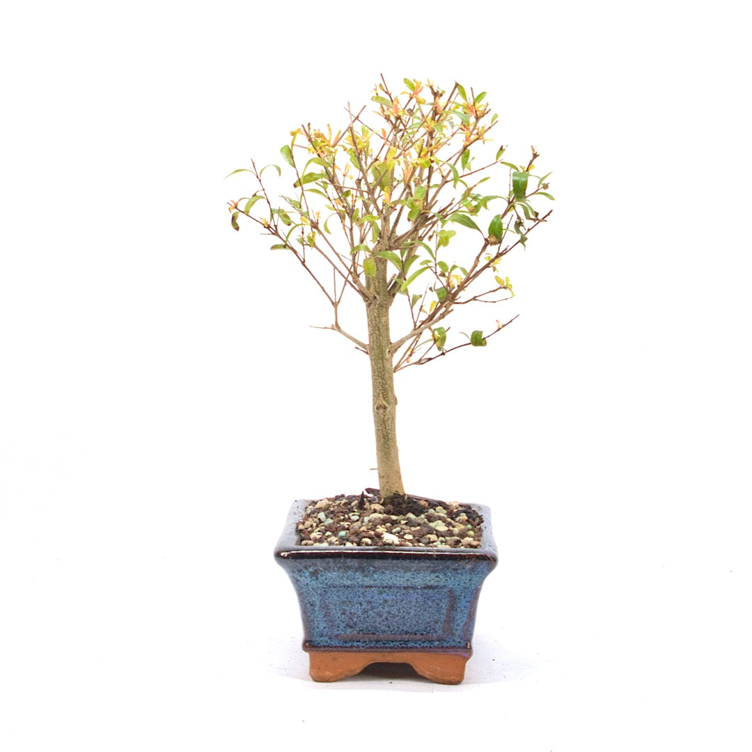 Granatapfel 'Punica granatum'