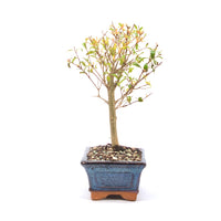 Granatapfel 'Punica granatum'