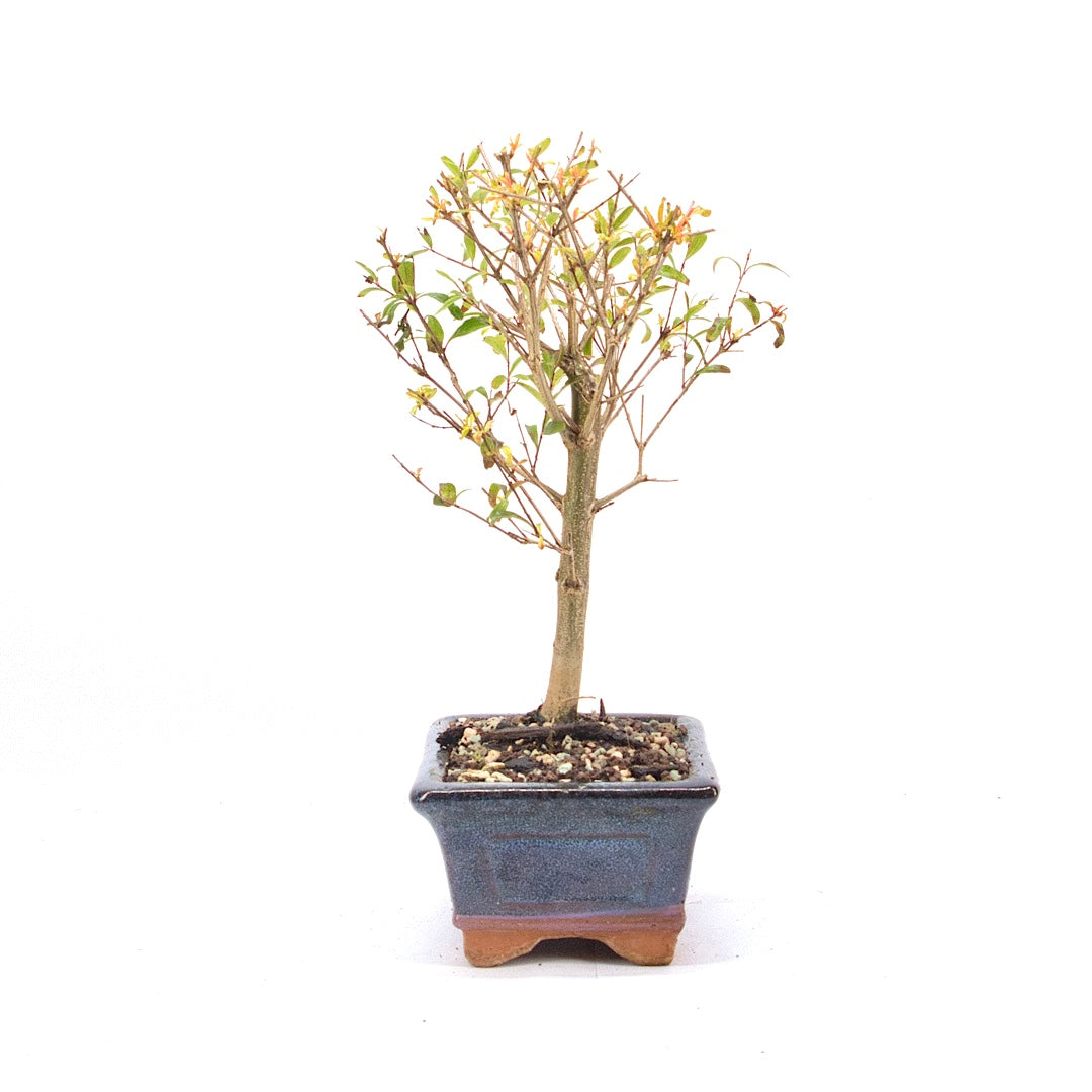 Granatapfel 'Punica granatum'