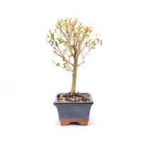 Granatapfel 'Punica granatum'