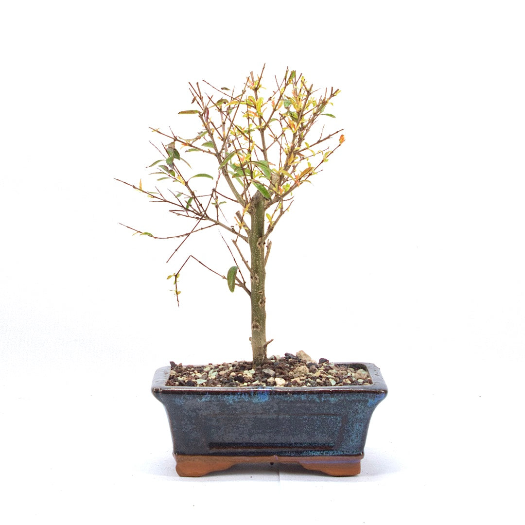 Granatapfel 'Punica granatum'