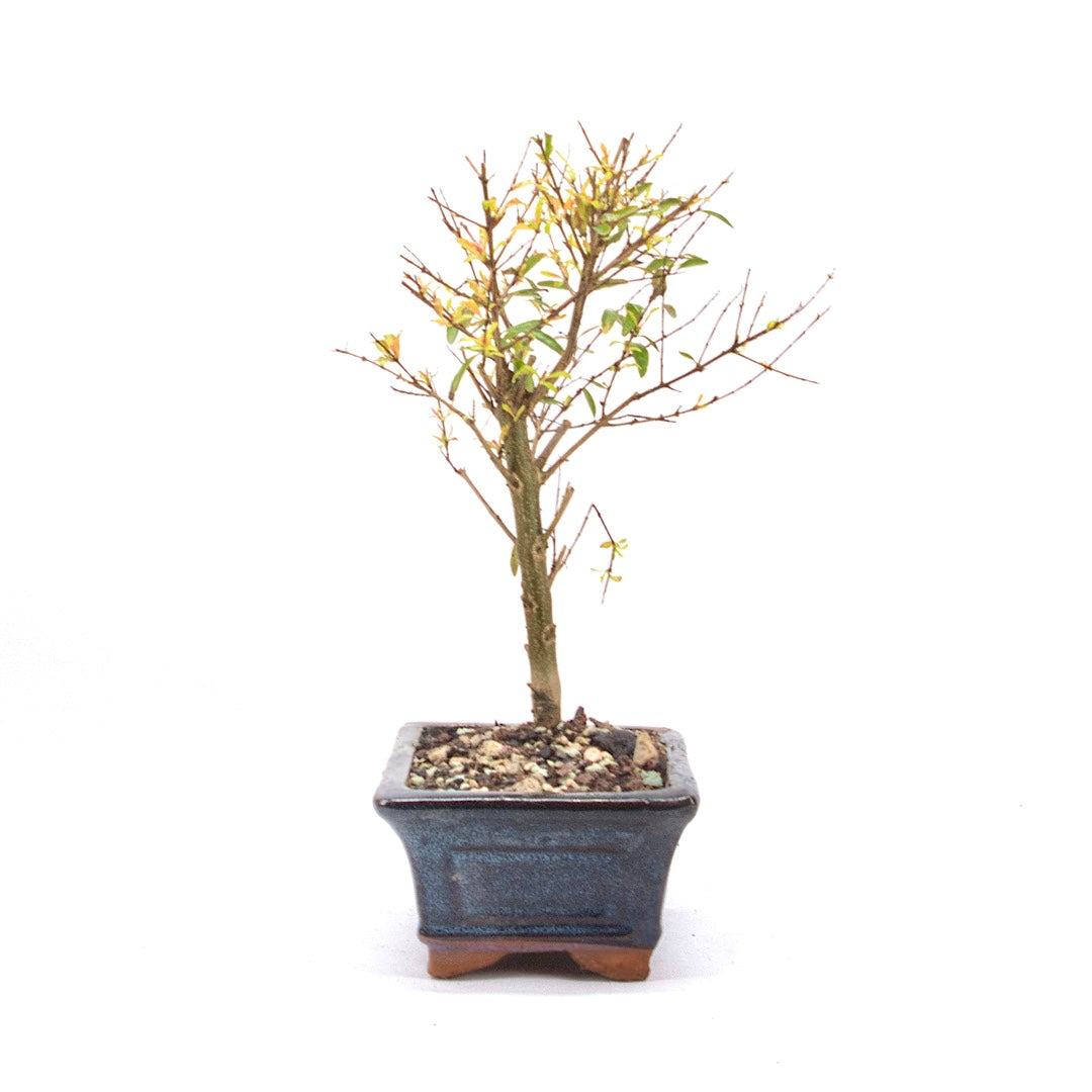 Granatapfel 'Punica granatum'