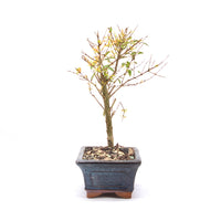 Granatapfel 'Punica granatum'