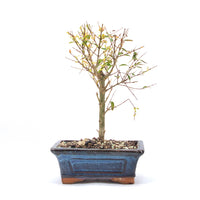 Granatapfel 'Punica granatum'