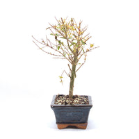 Granatapfel 'Punica granatum'