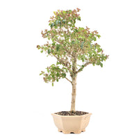 Ovalblättriger Liguster ‚Ligustrum ovalifolium‘