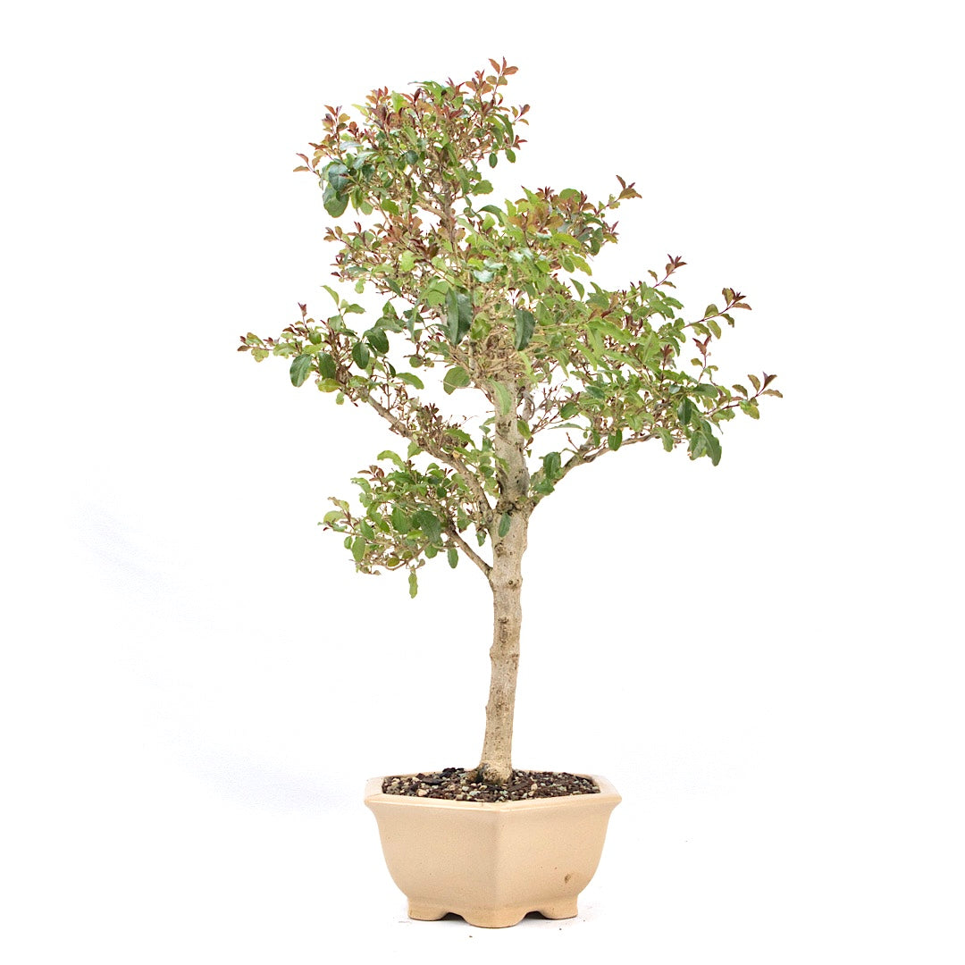 Ovalblättriger Liguster ‚Ligustrum ovalifolium‘