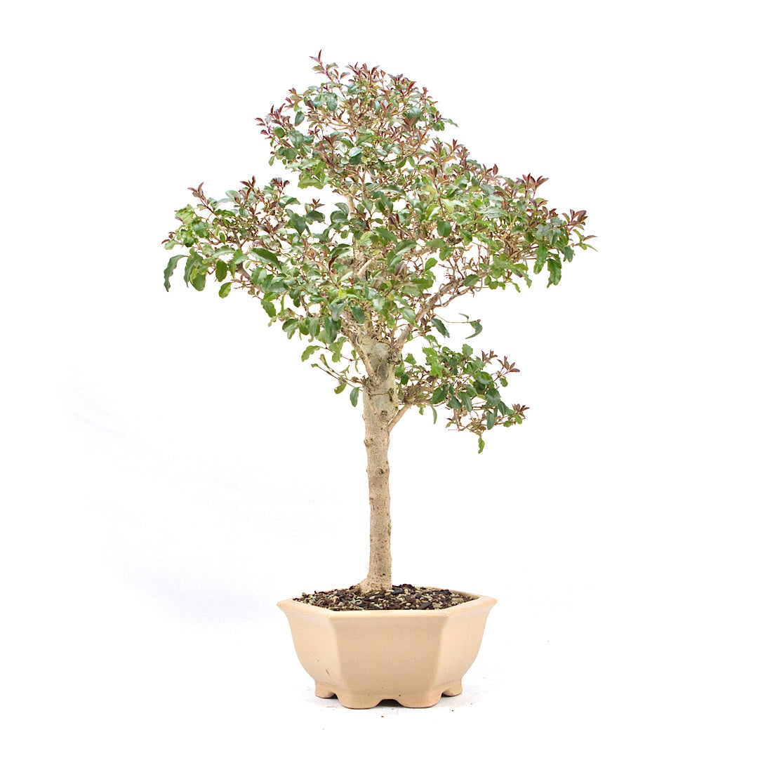 Ovalblättriger Liguster ‚Ligustrum ovalifolium‘