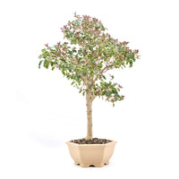 Ovalblättriger Liguster ‚Ligustrum ovalifolium‘