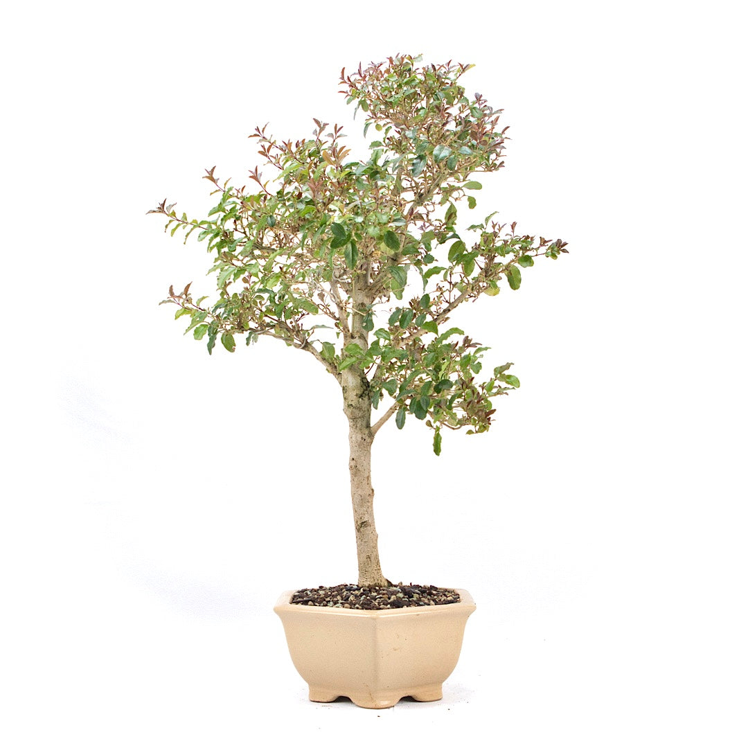 Ovalblättriger Liguster ‚Ligustrum ovalifolium‘