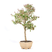 Ovalblättriger Liguster ‚Ligustrum ovalifolium‘