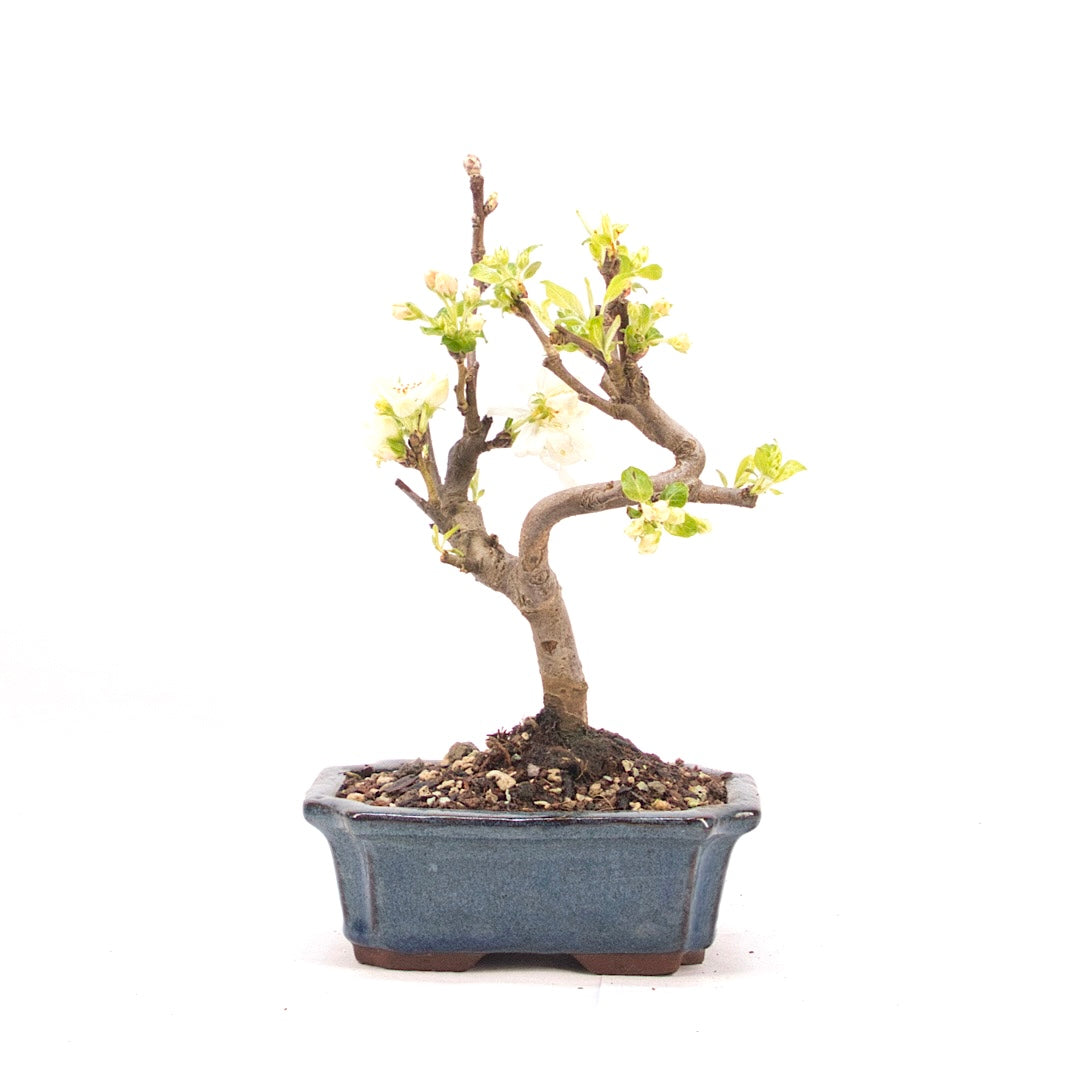 Zierapfel 'Malus spec.'