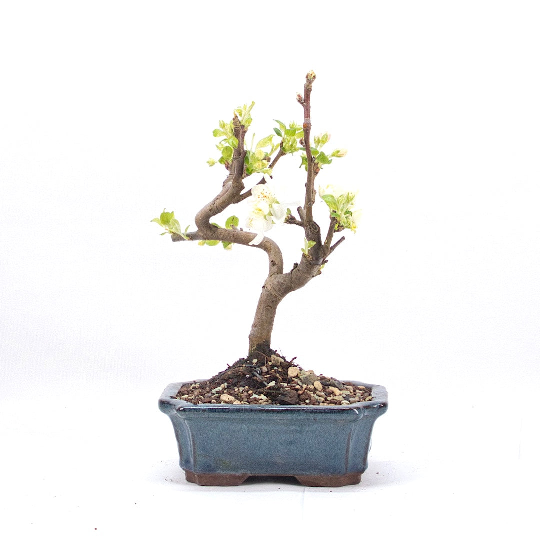 Zierapfel 'Malus spec.'