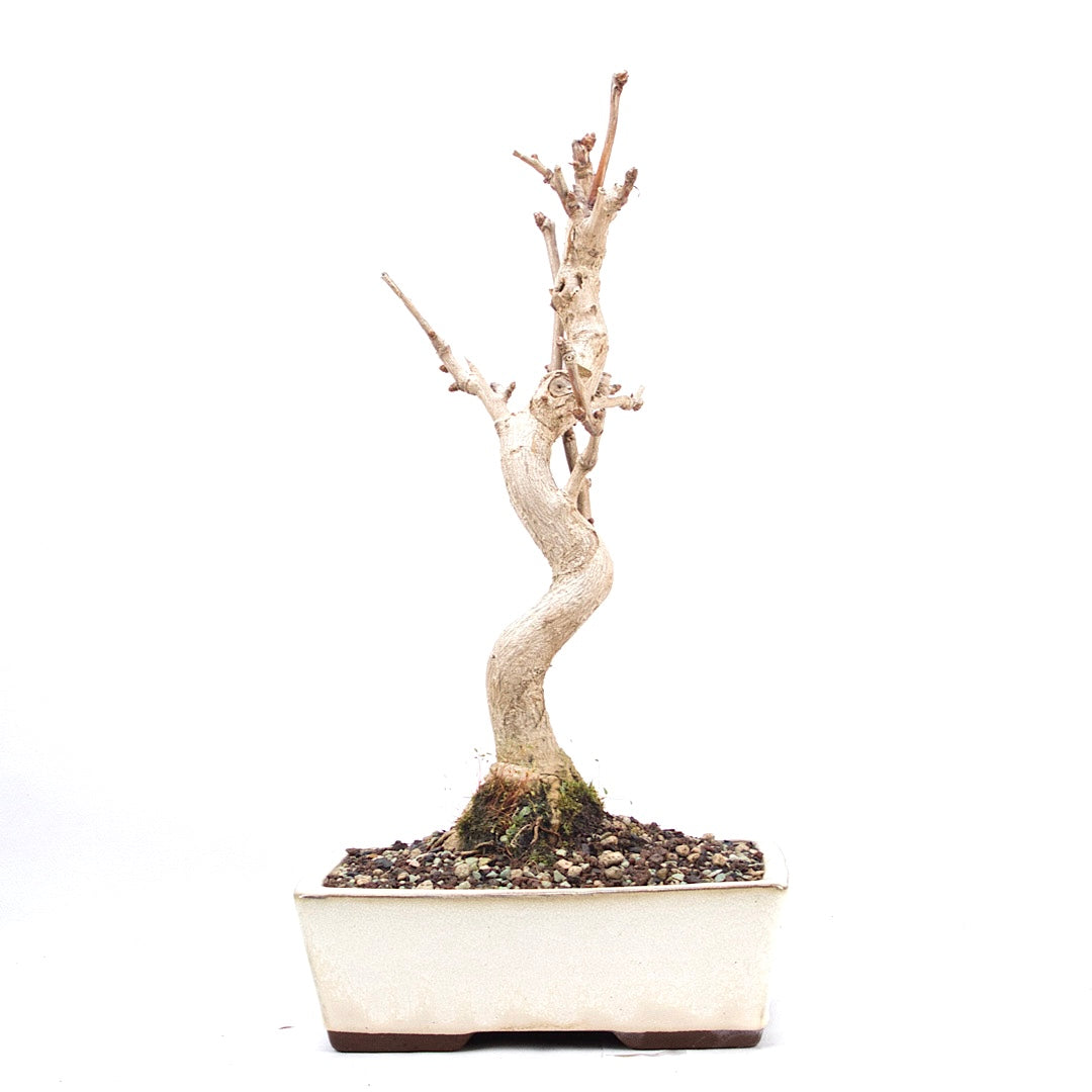 Ginkgo biloba 'Fächerblattbaum'