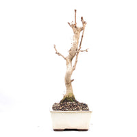 Ginkgo biloba 'Fächerblattbaum'