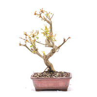 Granatapfel 'Punica granatum'