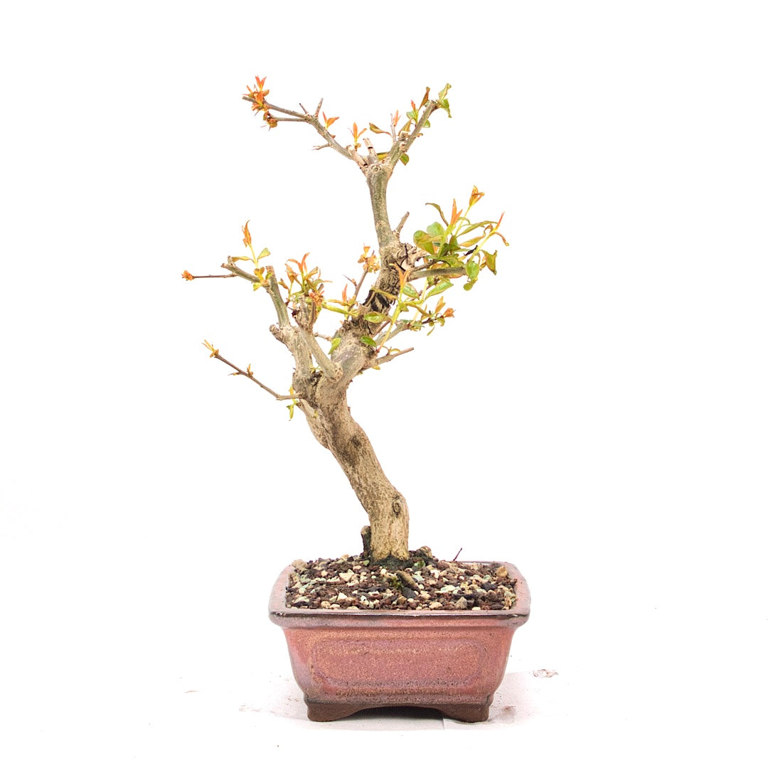 Granatapfel 'Punica granatum'