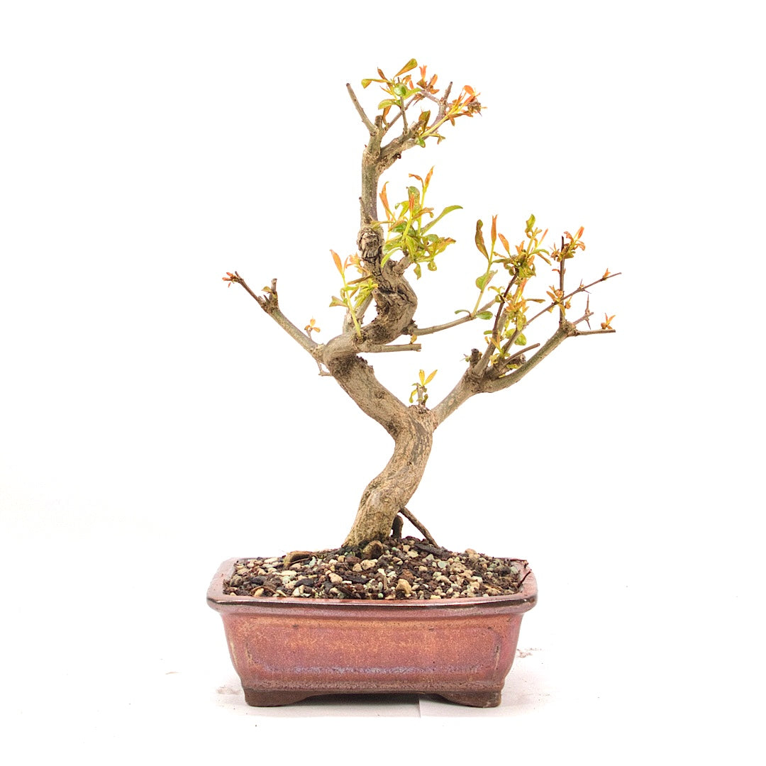 Granatapfel 'Punica granatum'