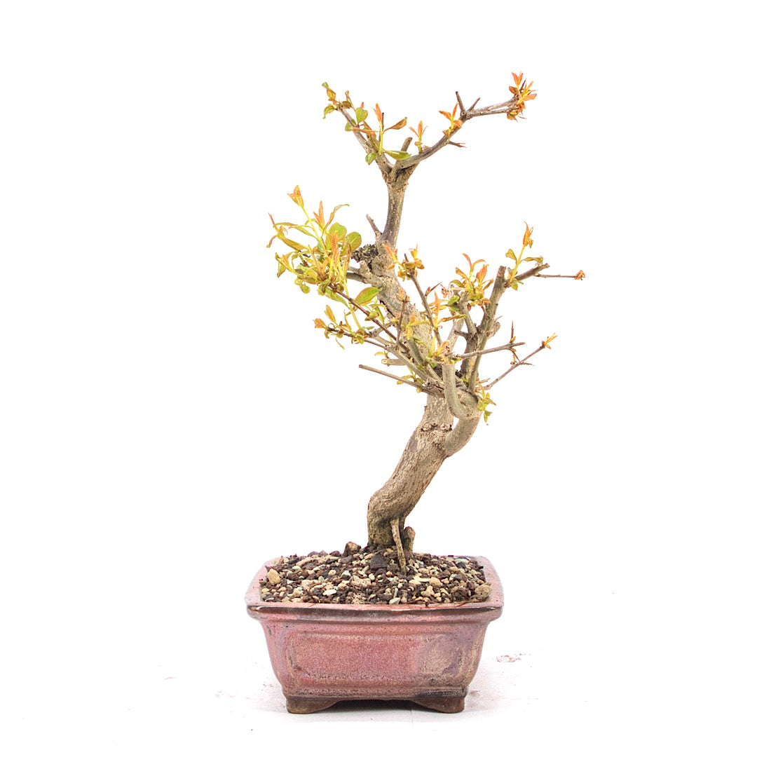 Granatapfel 'Punica granatum'