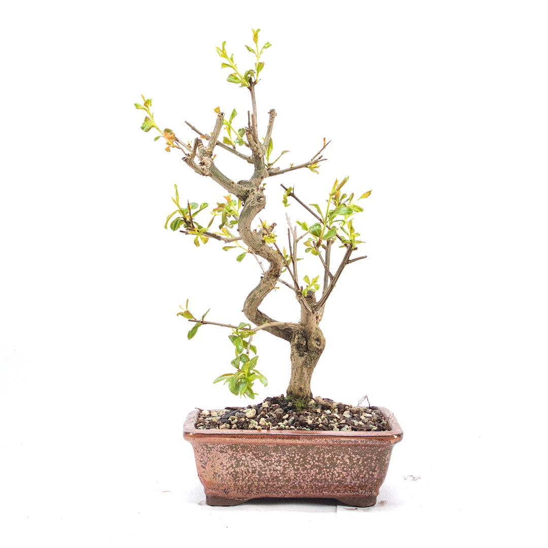 Granatapfel 'Punica granatum'