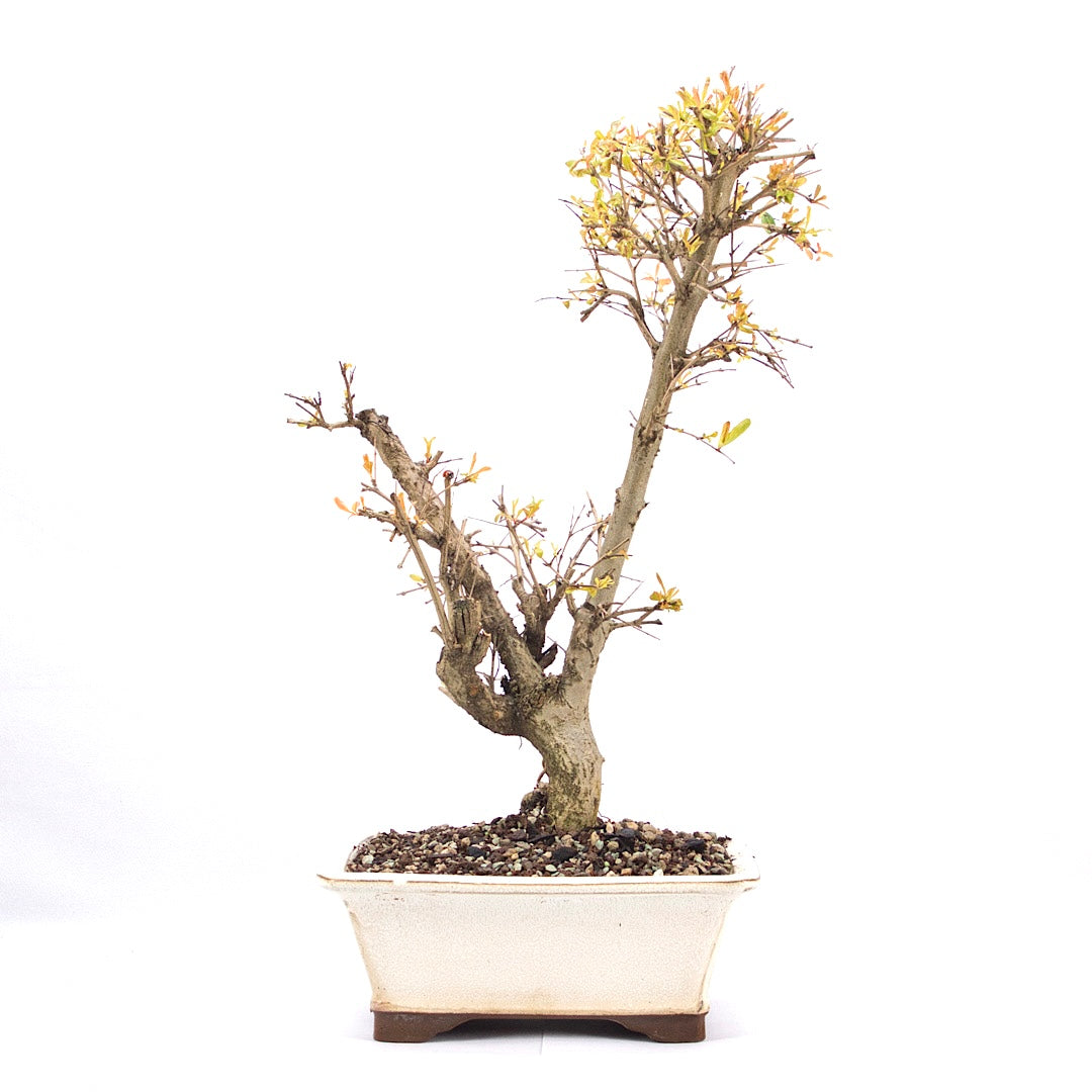 Granatapfel 'Punica granatum'