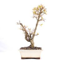 Granatapfel 'Punica granatum'