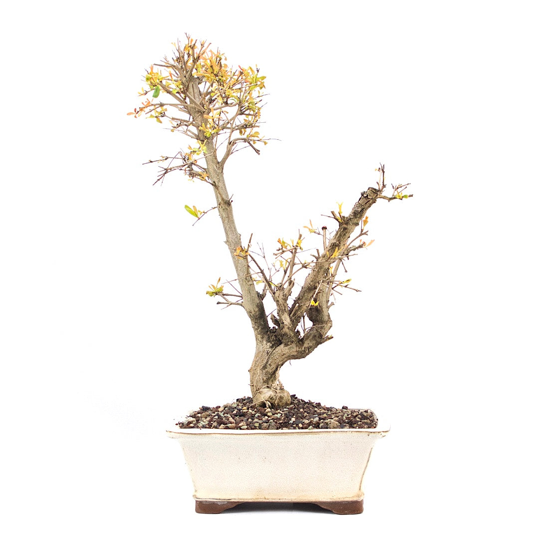 Granatapfel 'Punica granatum'