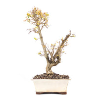 Granatapfel 'Punica granatum'