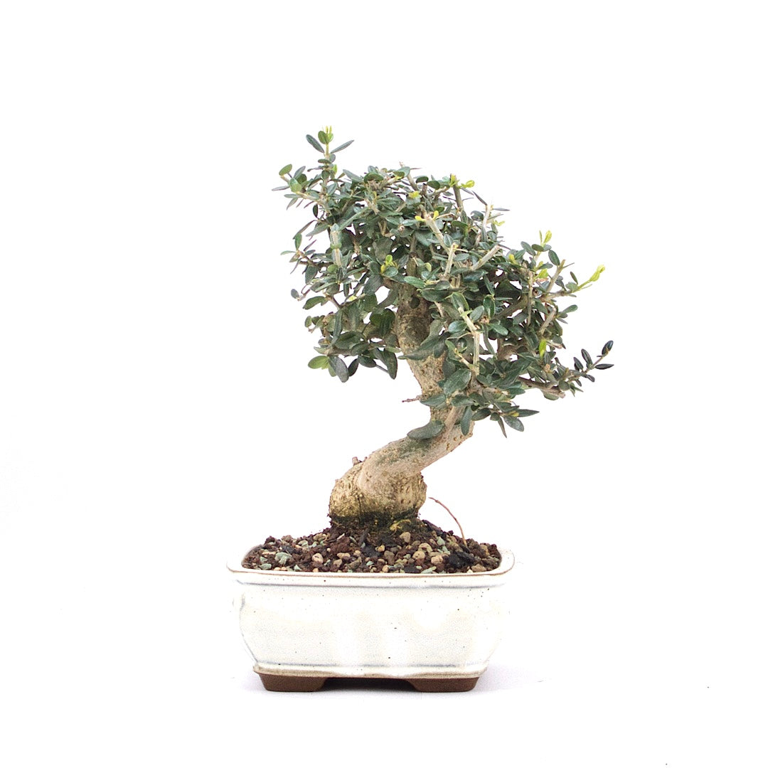 Olive 'Olea europaea'