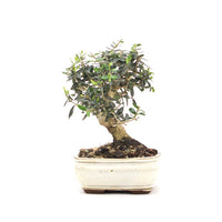 Olive 'Olea europaea'