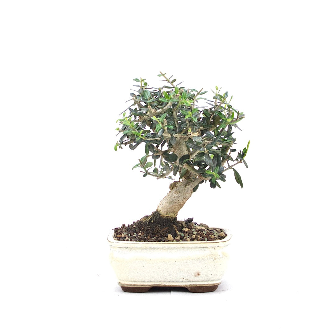 Olive 'Olea europaea'